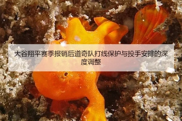 da-gu-xiang-ping-sai-ji-bao-xiao-hou-dao-qi-dui-da-xian-bao-hu-yu-tou-shou-an-pai-de-shen-du-tiao-zheng-2-510.jpg